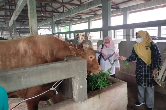 2.347 Ekor Hewan Ternak di Riau Berhasil Sembuh dari PMK
