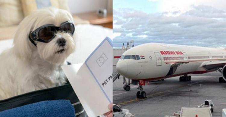 Luar Biasa! Demi Terbang Dengan Anjing, Wanita India Rogoh Rp 46 Juta