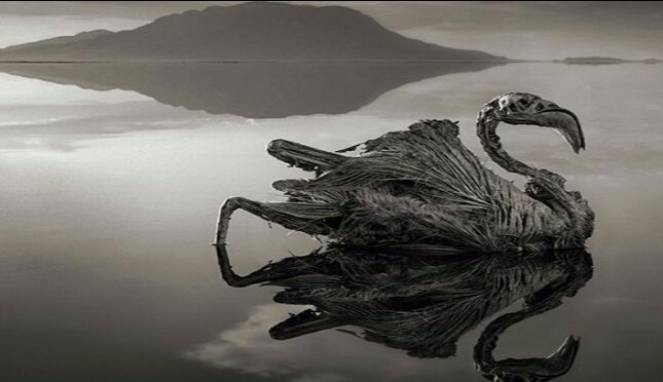 Danau Mematikan di Afrika Ini Ubah Binatang Jadi Patung