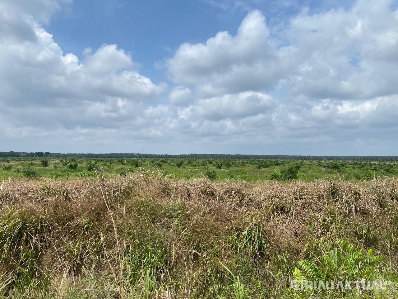 Ironisnya Sawit Rakyat: Produksi Rendah, PSR Tak Optimal