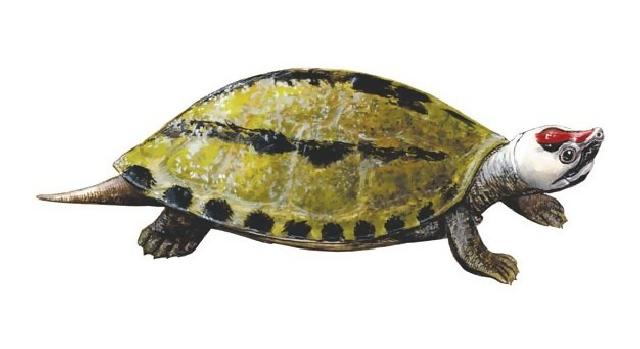 Tum-tum, kura-kura Kalimantan yang paling terancam punah