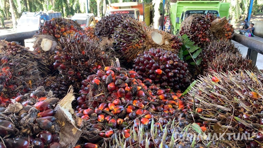 Mulai Naik, Harga TBS Sawit Pekan Ini Capai Rp1.936 per Kilogram