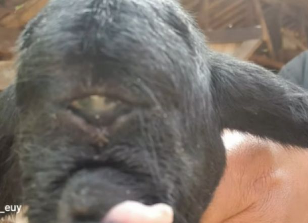 Viral Domba Mata Satu Baru Lahir, Bentuk Mulutnya Juga Aneh