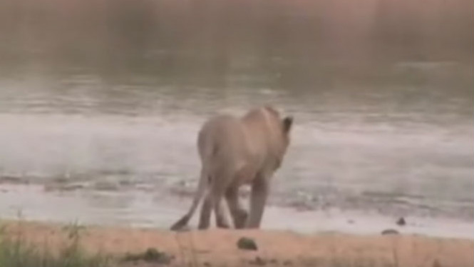 Menyebrangi Sungai, Reaksi Singa Bertemu Buaya Ini Mengejutkan
