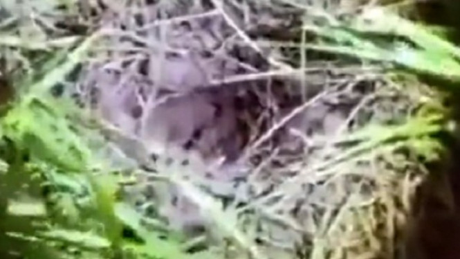 Ada Wajah Muncul dari Dalam Lumpur, Faktanya Bikin Terkejut