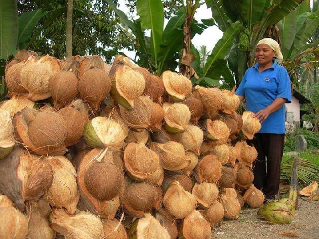 Daftar Lengkap Harga Komoditas Perkebunan di Riau