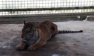 Dipantau 12 Jam Karena Tak Mau Makan, Bonita Mengidap Tumor di Perut