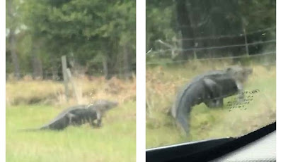 Mengerikan, Buaya Besar Terekam Lompati Pagar Berduri