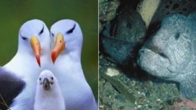 4 Hewan Romantis Ini Bakal Ajari Kamu Tentang Cinta Sejati