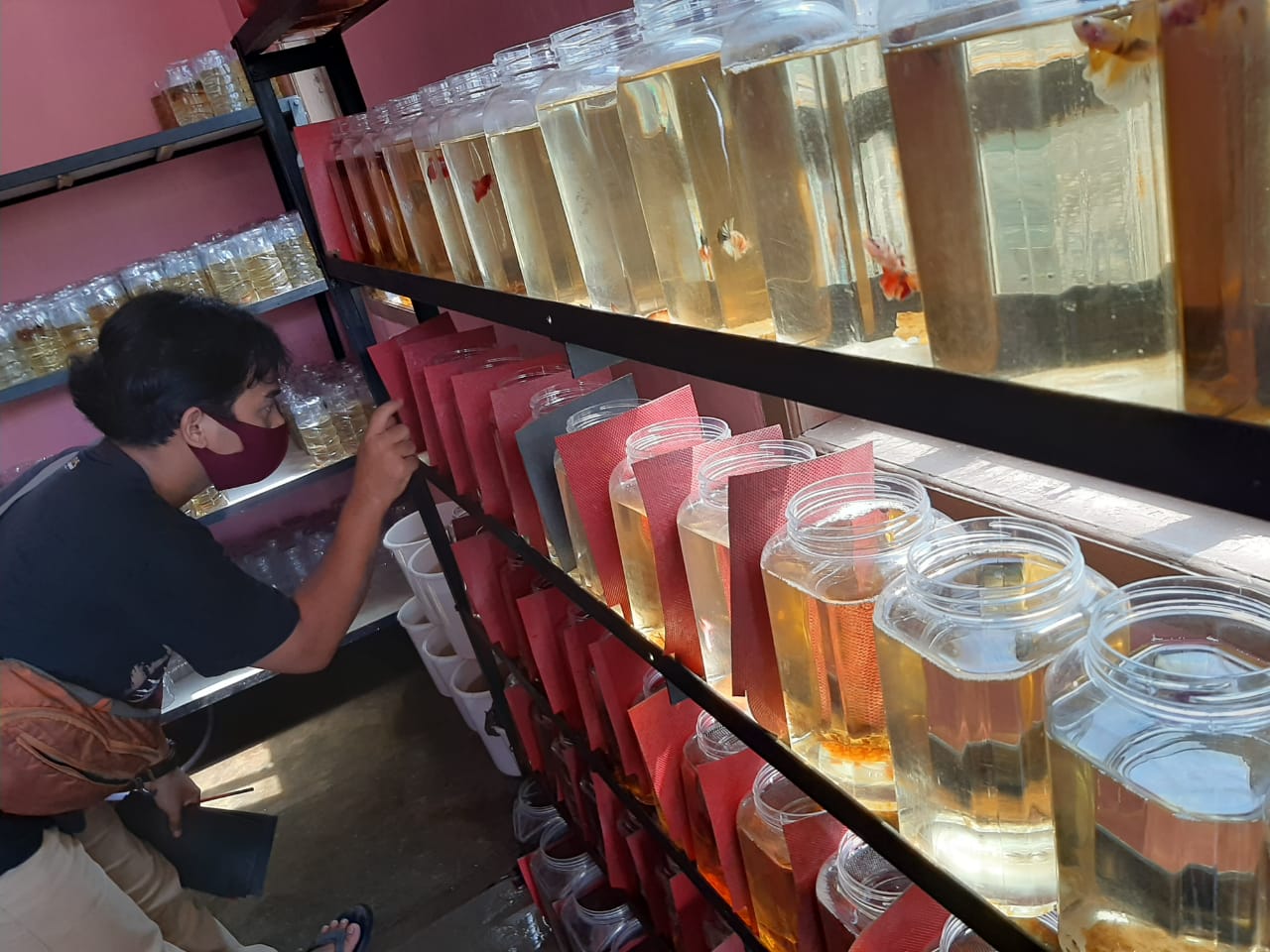 Coba Bisnis Ikan Cupang, Coba Strategi Pemasaran Ini