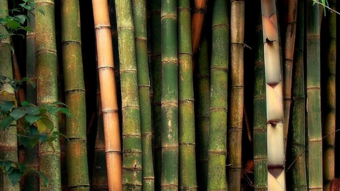 Ini Dia Manfaat Bambu yang Semakin Terlupakan