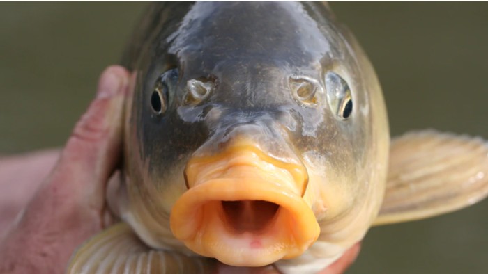 Ikan Mas Disebut Hama, Namun Aman untuk Dikonsumsi