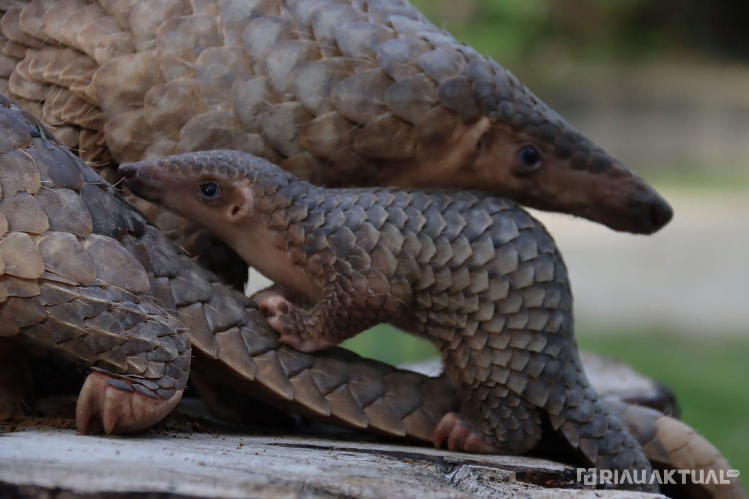 Terancam Punah, Seekor Anak Trenggiling Lahir di Kasang Kulim Zoo