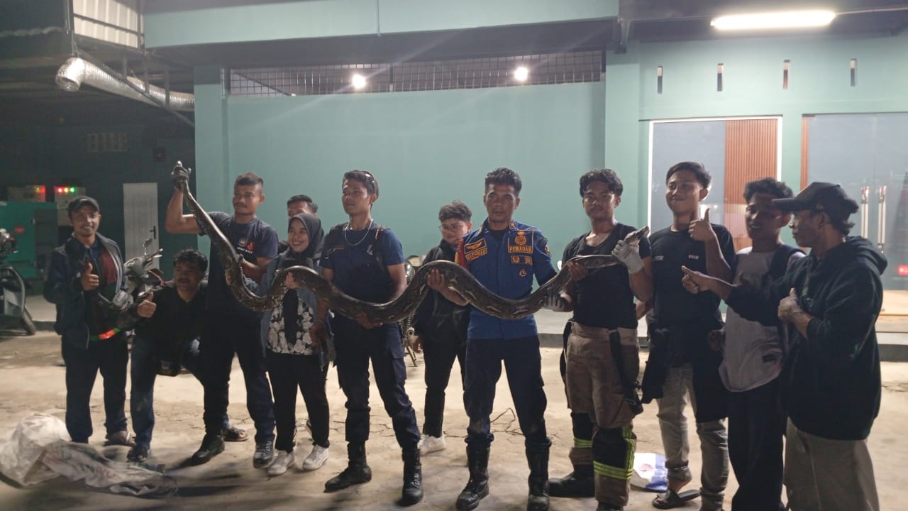 Ular Sanca 3 Meter Hebohkan Warga Bukit Raya, Damkar Pekanbaru Lakukan Evakuasi