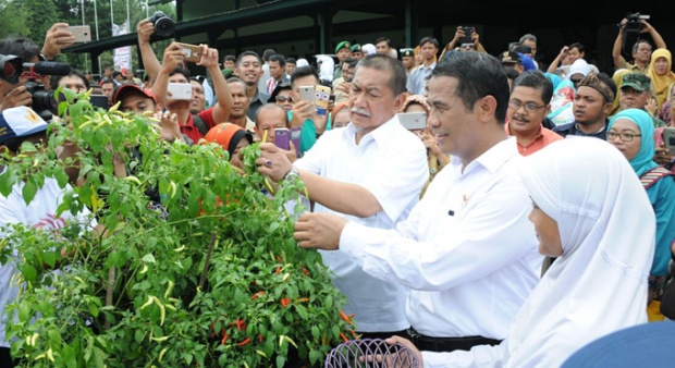 Mentan Gandeng Bulog dan Kemendag Atasi Harga Cabai Anjlok
