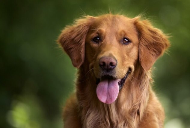 Heboh Truk Angkut Ratusan Anjing, Ini Bahaya Konsumsi Daging Anjing bagi Kesehatan