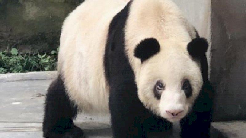 Selamat! Xinxing segera Pecahkan Rekor sebagai Panda Tertua di Dunia