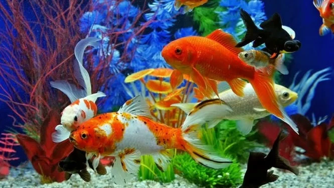10 Jenis Ikan Hias yang Bagus untuk Dipelihara