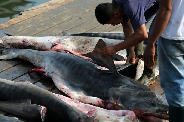 Sirip ikan hiu dijual Rp 2 juta per kilogram