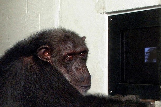 Ilmuwan AS: Bayi Blasteran Manusia-Simpanse Pernah Lahir di Florida