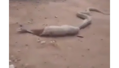 Nasib Ular Kobra Usai Menelan Botol Plastik karena Kelaparan