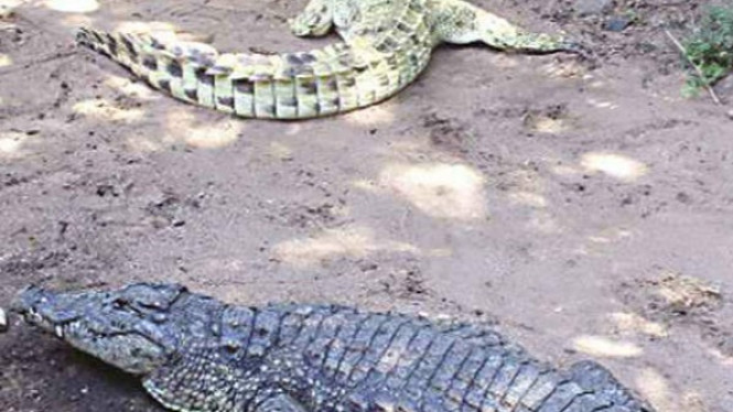 Mabuk di Malam Hari, Pria Asing Nyebur ke Kolam Penuh Buaya