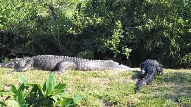 Kemunculan Buaya dengan Panjang 5 Meter Itu Bikin Heboh