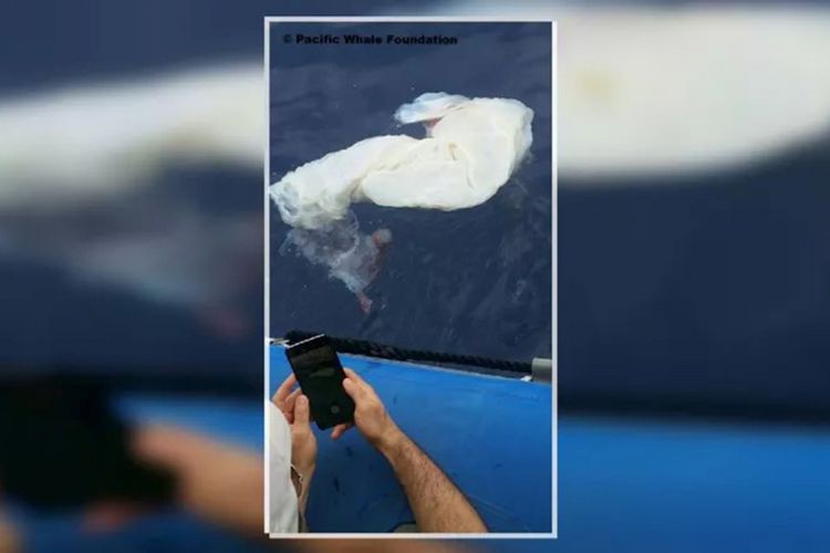 Gumpalan Putih Raksasa Mengapung di Lautan Hawaii, Apakah Itu?