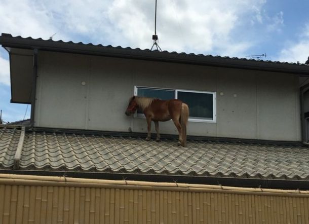 Tersapu Banjir, Kuda ini Tiba-tiba Ditemukan di Atas Atap Rumah