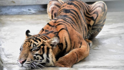 Kondisi Harimau yang Terjerat di Pelalawan Mulai Membaik