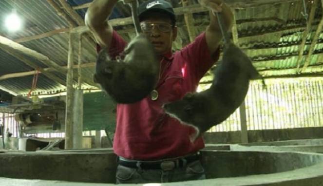 Bisnis Menggiurkan Daging Tikus