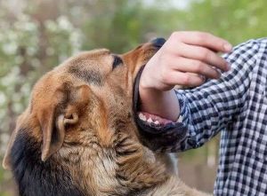 Cegah Rabies, Dinas PKH Riau Vaksinasi 13.212 Hewan Peliharaan di 11 Kabupaten/Kota