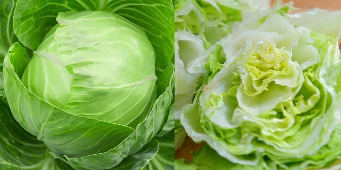 Selada dan Kubis, Mana Sih yang Lebih Sehat?