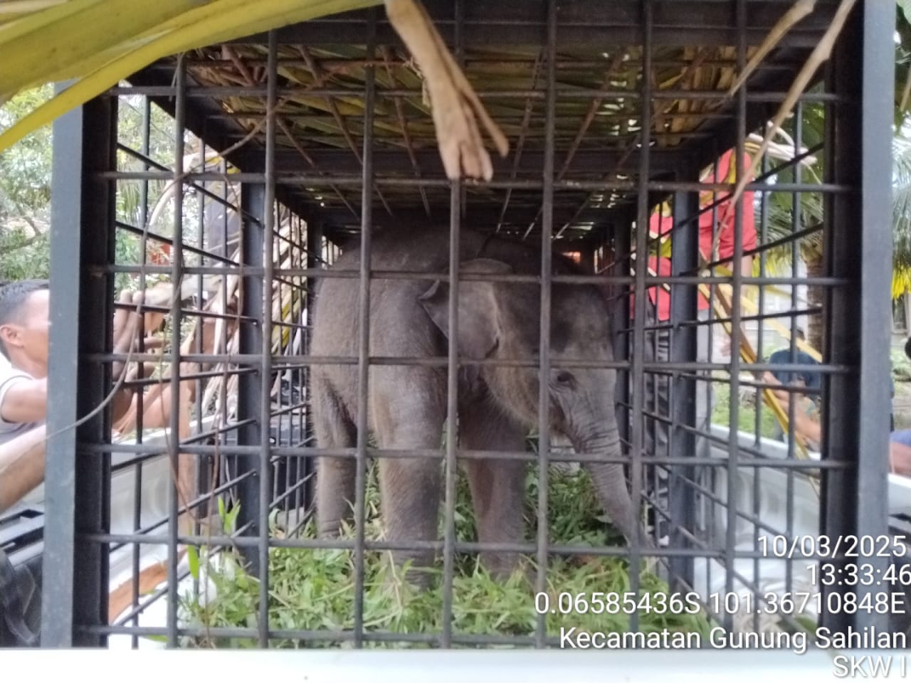 Terpisah dari Kelompoknya, Bayi Gajah Dievakuasi dari Kebun Sawit Warga di Kampar