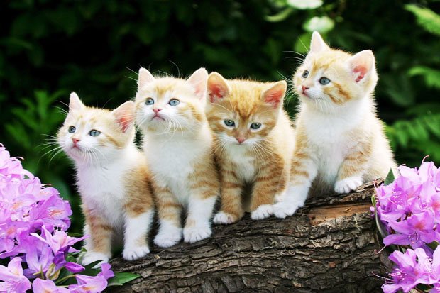 Ayo Dibaca ! 8 Fakta Ilmiah ini Bukti Memelihara Kucing Baik Bagi Anda