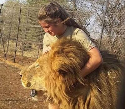 Tragis, Gadis 21 Tahun Tewas oleh Singa Saat Memasuki Kandang