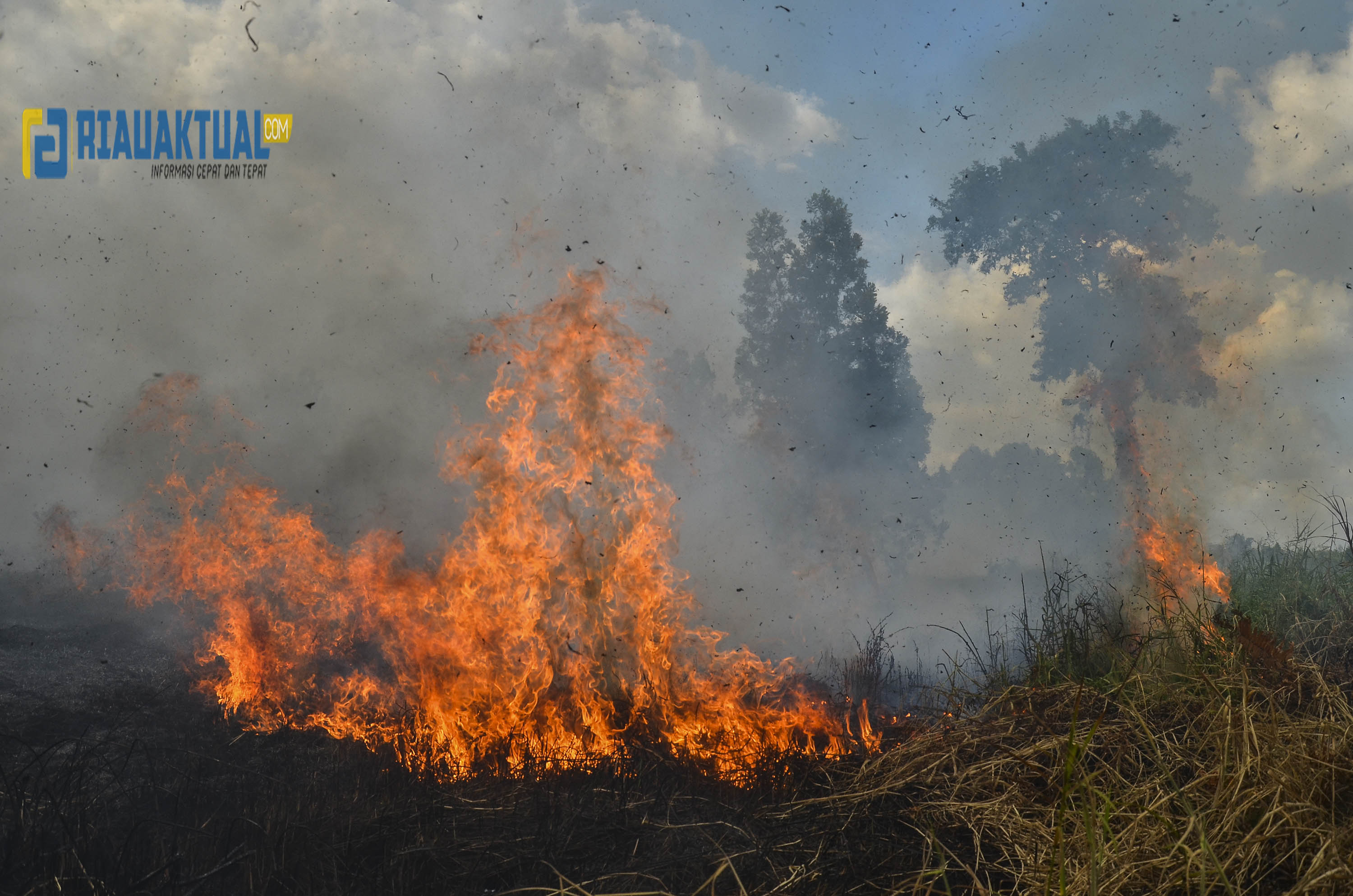 50 Hektare Lahan Gambut Terbakar di Kabupaten Pelalawan