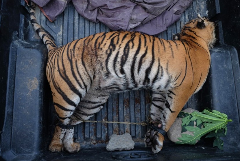 Penjerat dan Penjual Harimau Sumatra Akhirnya Diringkus
