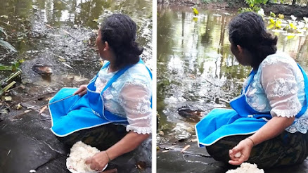 Duh! Harga Diri Buaya Turun di Tangan Emak-emak, Dikasih Makan Nasi Kepal