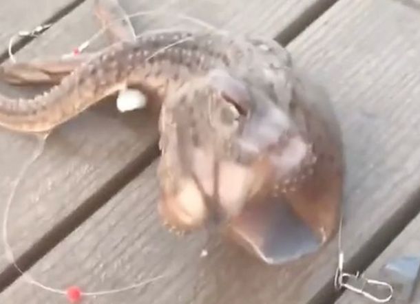 Nelayan Tangkap 'Monster Laut' Lalu Diunggah ke TikTok, Netizen Menganga