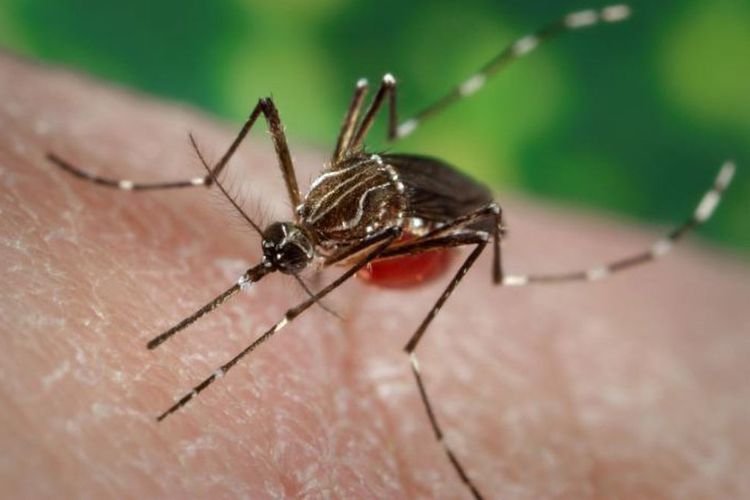 Bukan Cuma Bikin Gatal, Gigitan Nyamuk Bisa Pengaruhi Kekebalan Tubuh