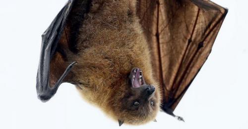 Mengapa Kelelawar Tidur dalam Posisi Terbalik?
