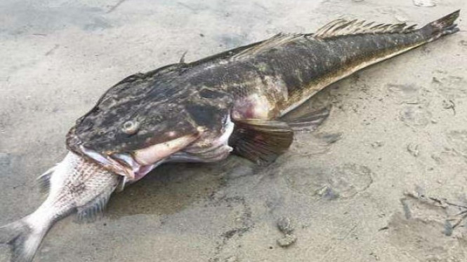 Ikan Monster Tersedak Sampai Mati Saat Melahap Mangsanya