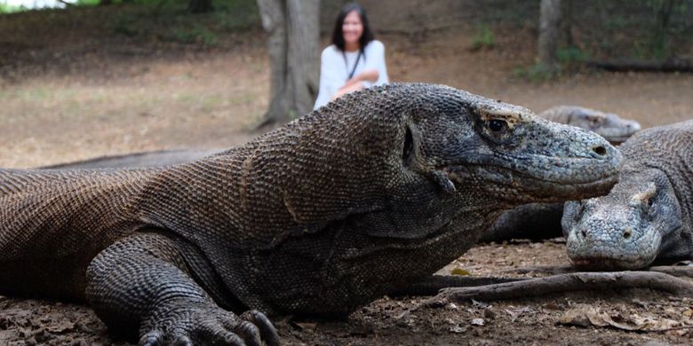 Bolehkah Perempuan yang Sedang Menstruasi Mengunjungi Habitat Komodo?