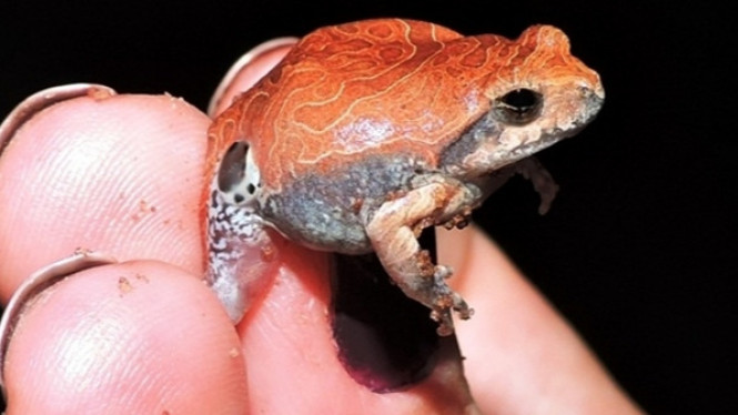 Katak Kecil Ini Miliki Racun yang Sanggup Membunuh 150 Tikus