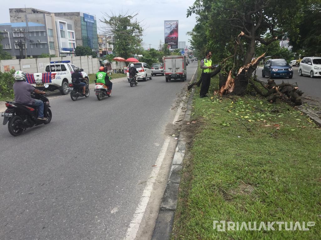 Hindari Pohon Tumbang, Fortuner Terguling Usai Pengemudi Banting Setir