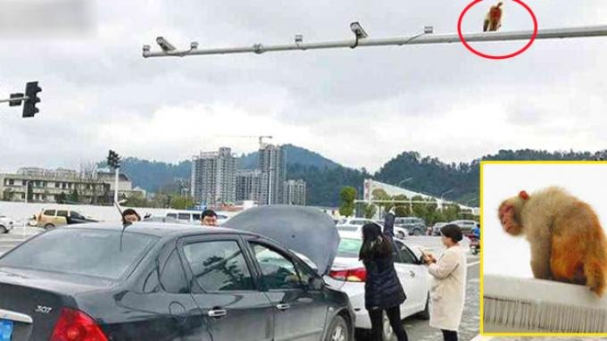Wanita ini Kecelakaan karena Lihat Bokong Monyet, Disangka Lampu Merah