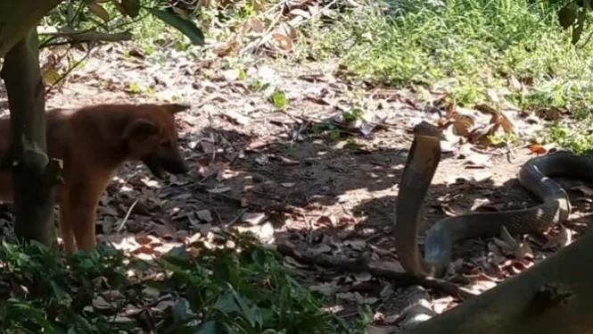 Video Dua Anjing Penjaga Lawan Kebun Ular King Kobra Besar