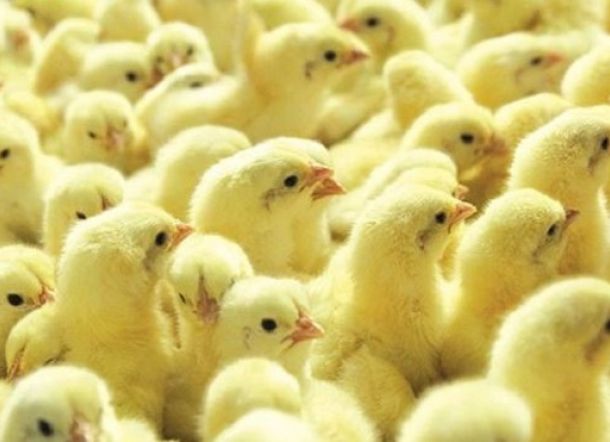 Seram! 7 Juta Anak Ayam Jantan Dihancurkan Hidup-hidup Setiap Tahun di Brasil