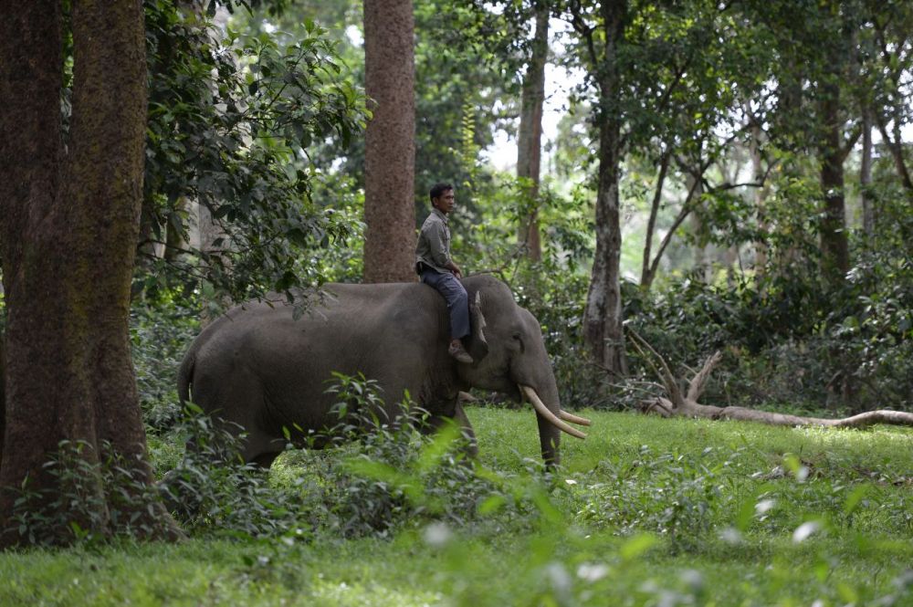 Gajah Liar Datangi Kebun Sawit Warga Inhu, Ini penjelasan BBKSDA Riau